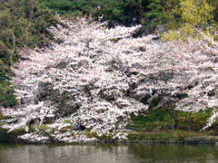 oomiyakouen