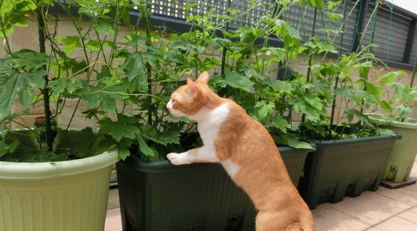 初心者でも簡単 季節のおいしい野菜をベランダで菜園して食費の節約に繋げよう 節約大全 生活費を賢く浮かせてお金を貯めるコツ